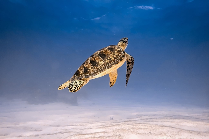 Sea turtle gliding over coral reefs in Puerto Morelos Reef National Park, Mexico, underwater wildlife