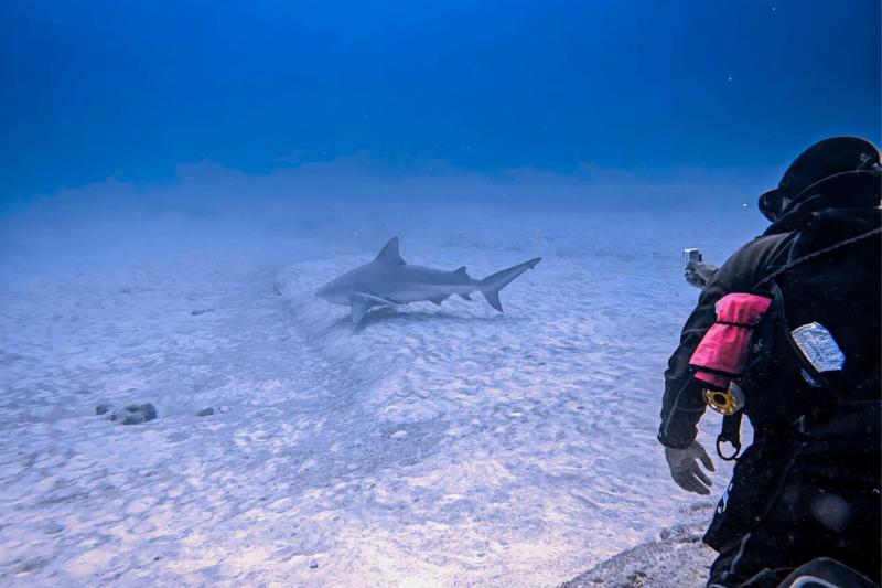 Buceo con tiburones toro en Playa del Carmen, explorando la vida marina de México