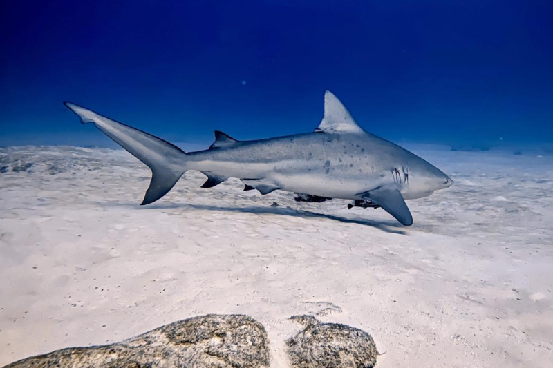 Bull shark diving adventure in Playa del Carmen, discovering marine wildlife