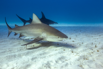 Bull shark swimming in the waters of Playa del Carmen, Riviera Maya, Mexico